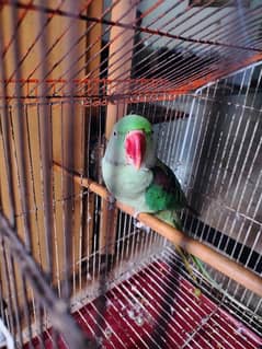 Kashmiri raw parrot 1 year old 0