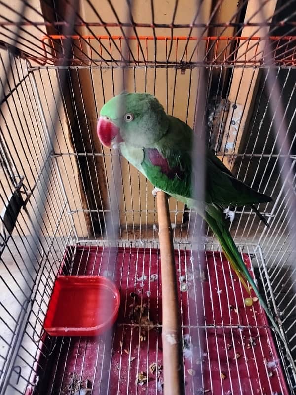 Kashmiri raw parrot 1 year old 1