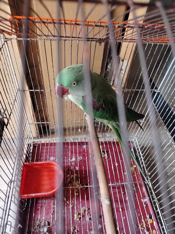 Kashmiri raw parrot 1 year old 2