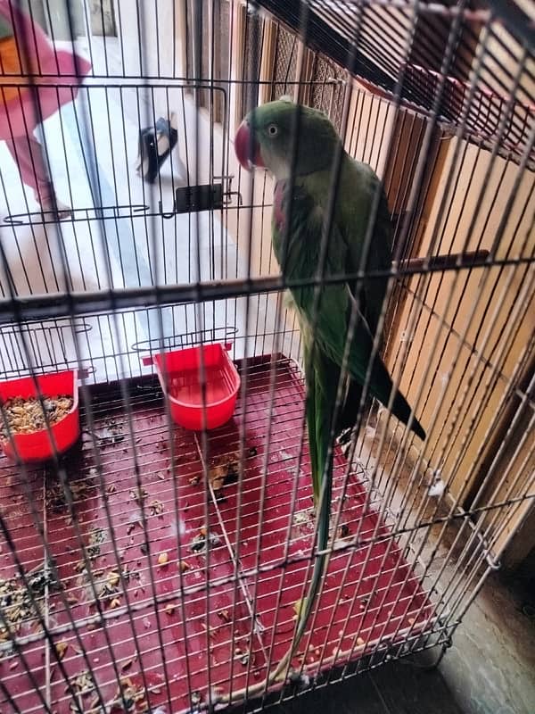 Kashmiri raw parrot 1 year old 3