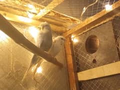 Parrot Cages for sale iron and wooden urgent sale