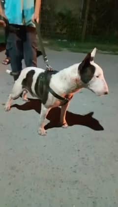 Imported English bull terrier male available for booking