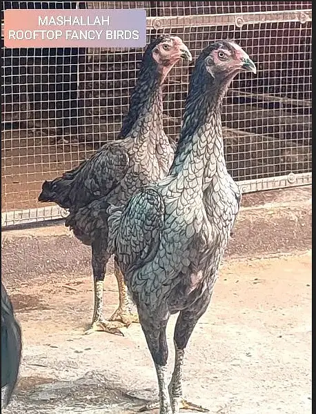 Fancy Poultry (O SHAMO / YOKOHAMA  / POLISH) Rates in Description — photo 3