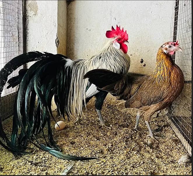 Fancy Poultry (O SHAMO / YOKOHAMA / PHOENIX / PARROT BEAK / POLISH) 10