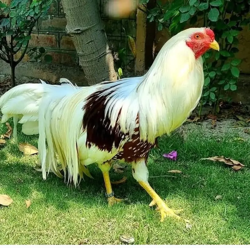Fancy Poultry (O SHAMO / YOKOHAMA  / POLISH) Rates in Description