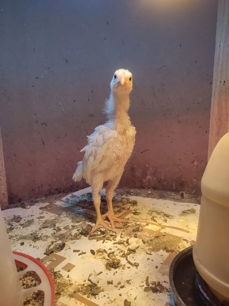 Fancy Poultry (O SHAMO / YOKOHAMA  / POLISH) Rates in Description — photo 4