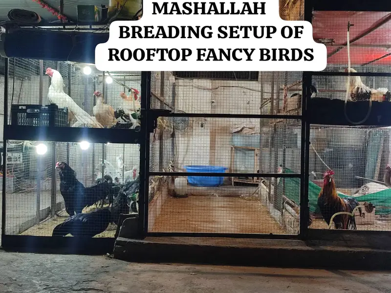 Fancy Poultry (O SHAMO / YOKOHAMA  / POLISH) Rates in Description — photo 11