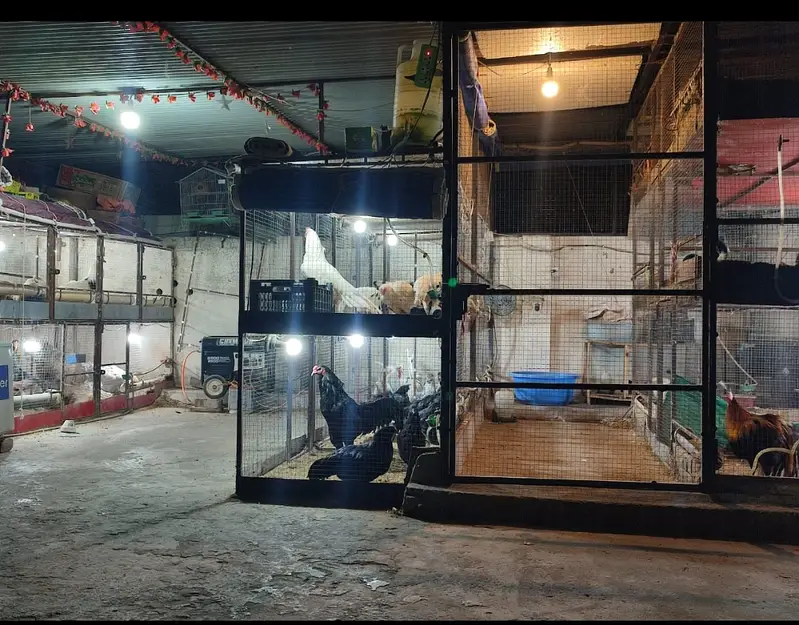 Fancy Poultry (O SHAMO / YOKOHAMA  / POLISH) Rates in Description — photo 12