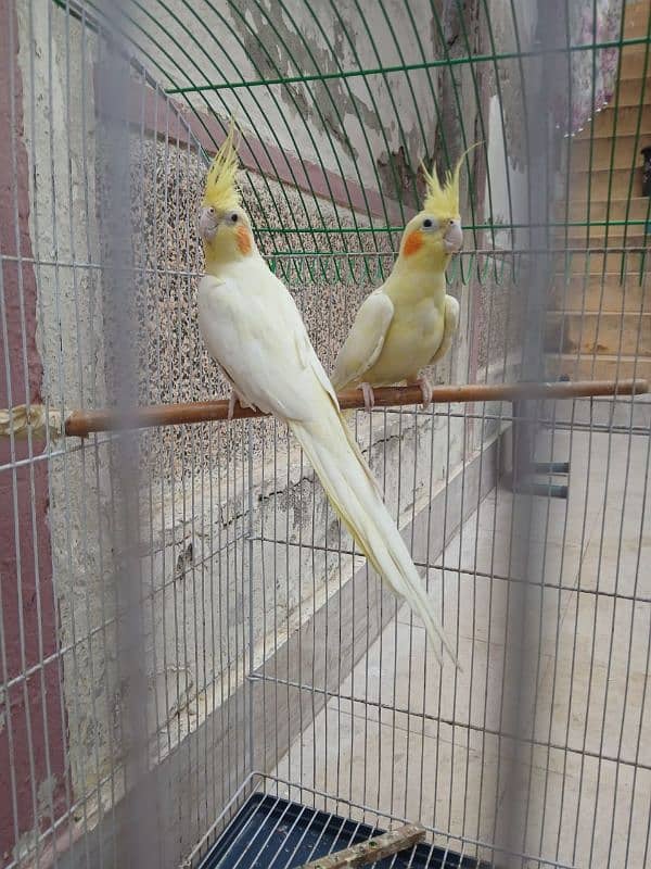 Pair of Lutino cockatiel 0