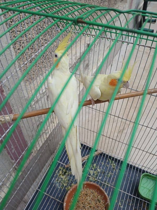 Pair of Lutino cockatiel 1