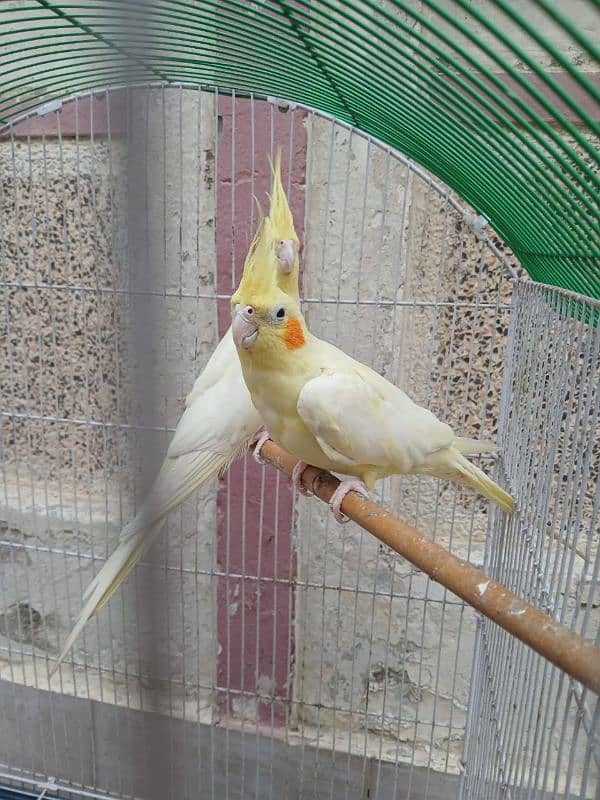 Pair of Lutino cockatiel 2