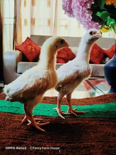 Shamo | White Shamo Chicks | Chicks | Eggs | shamo chicks | King shamo