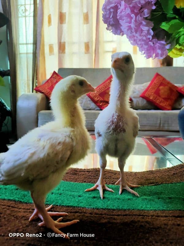 Shamo | White Shamo Chicks | Chicks | Eggs | shamo chicks | King shamo 1