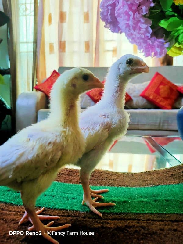 Shamo | White Shamo Chicks | Chicks | Eggs | shamo chicks | King shamo 3