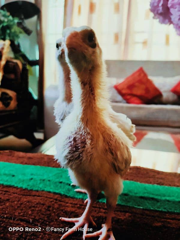 Shamo | White Shamo Chicks | Chicks | Eggs | shamo chicks | King shamo 4