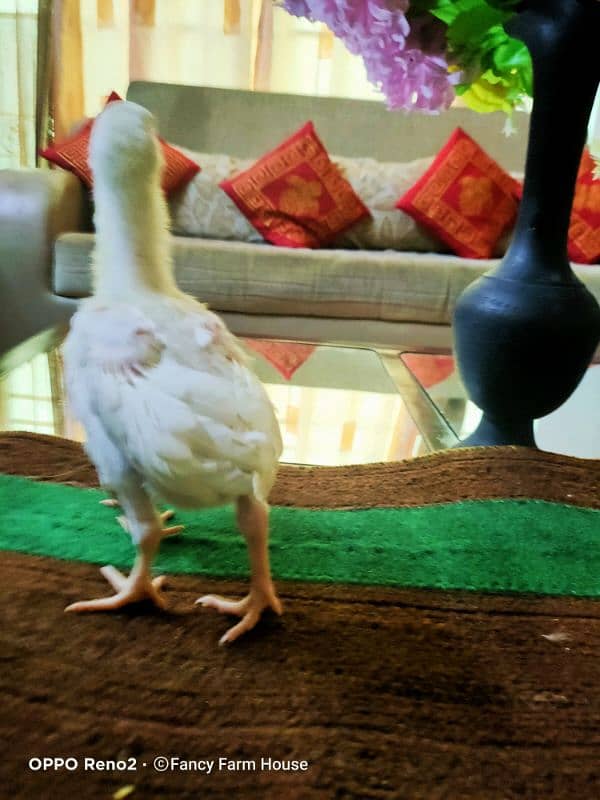 Shamo | White Shamo Chicks | Chicks | Eggs | shamo chicks | King shamo 5