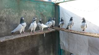 Pigeons