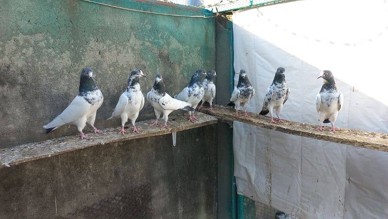 Pigeons for sale 0