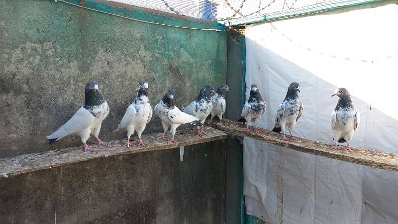 Pigeons for sale 1