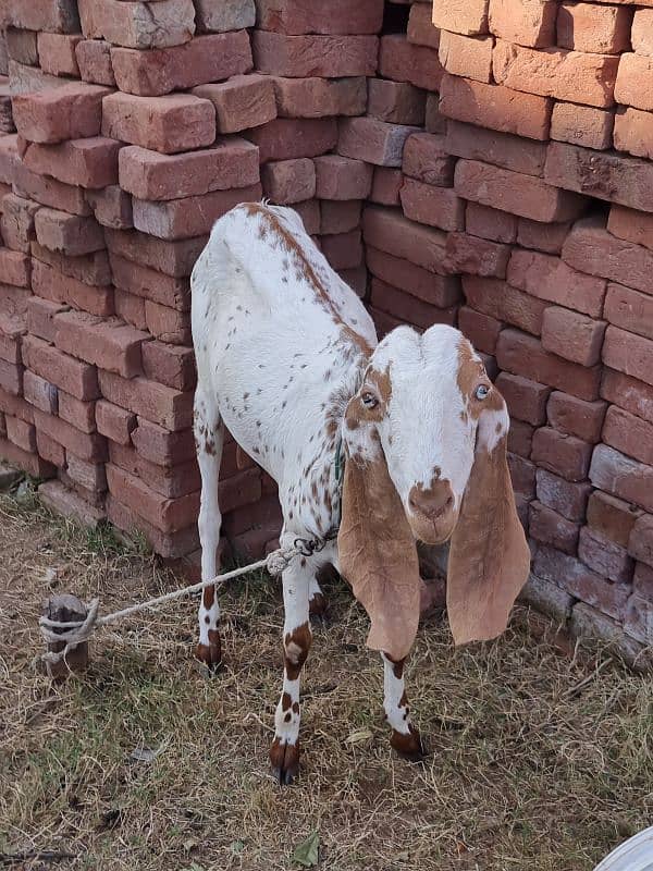 Pure desi bakri 0