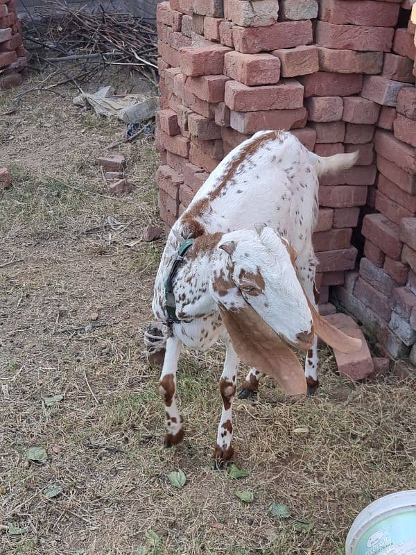 Pure desi bakri 1