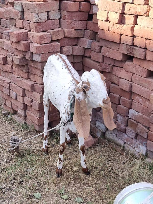 Pure desi bakri 2