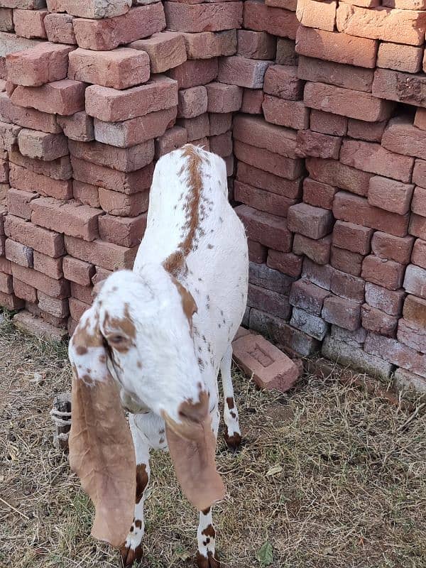 Pure desi bakri 3