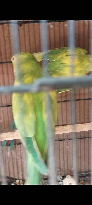 Recessive pied Breeder Pair 0