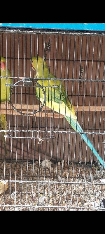 Recessive pied Breeder Pair 1