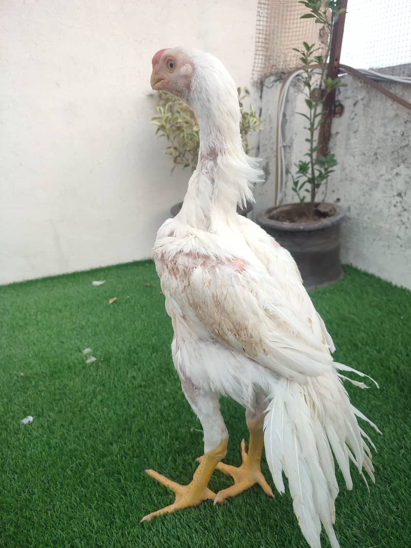 CHICKS FANCY SHAMO / YOKOHAMA / POLISH / PHOENIX / INDIAN PARROT BEAK 1