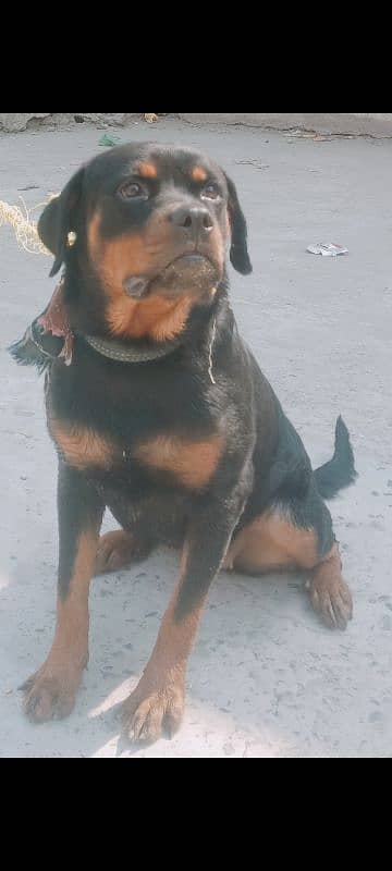 Rottweiler dog 3