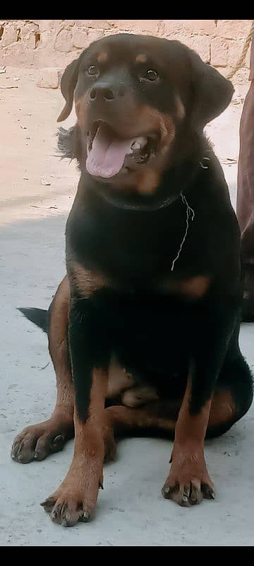 Rottweiler dog 4