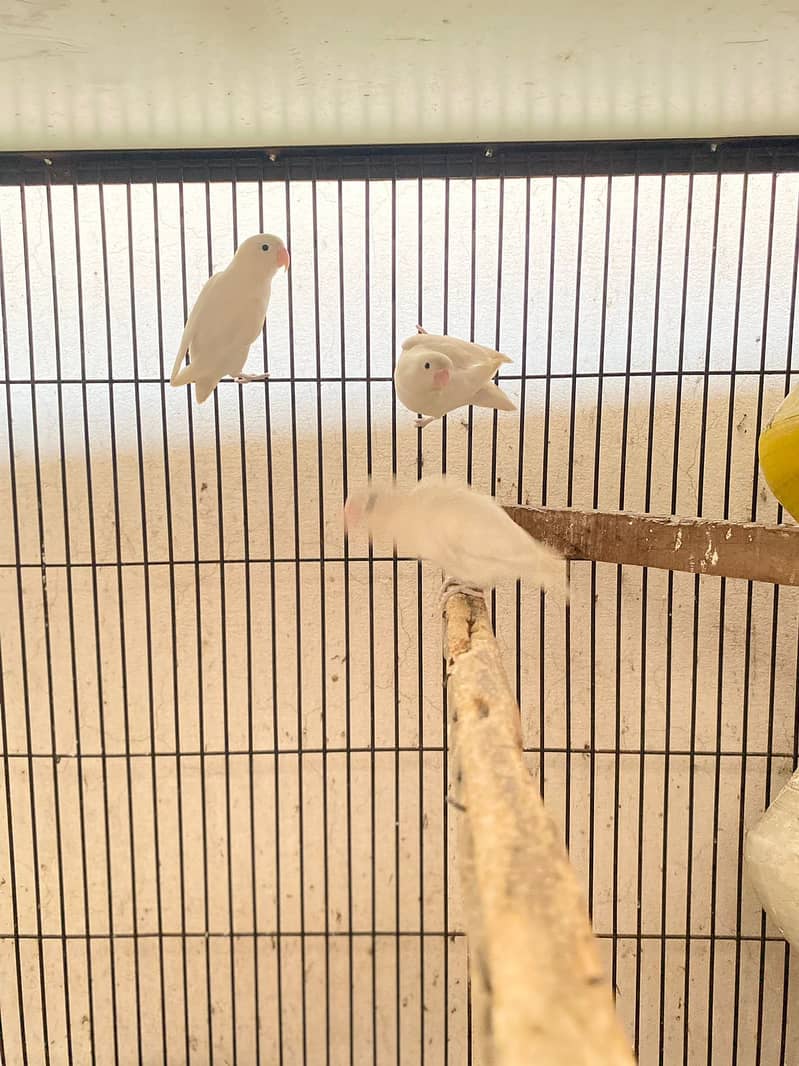 Albino Split Breeder Pairs 3