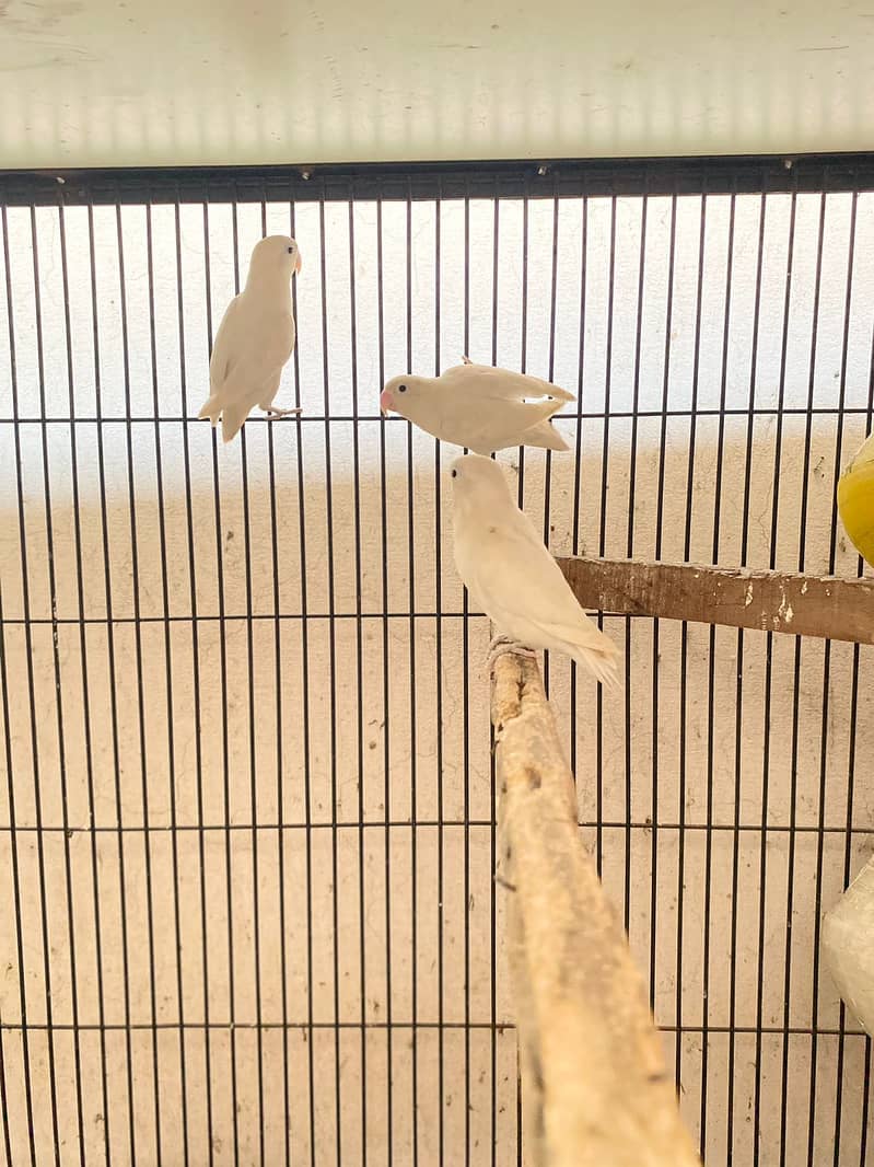 Albino Split Breeder Pairs 5