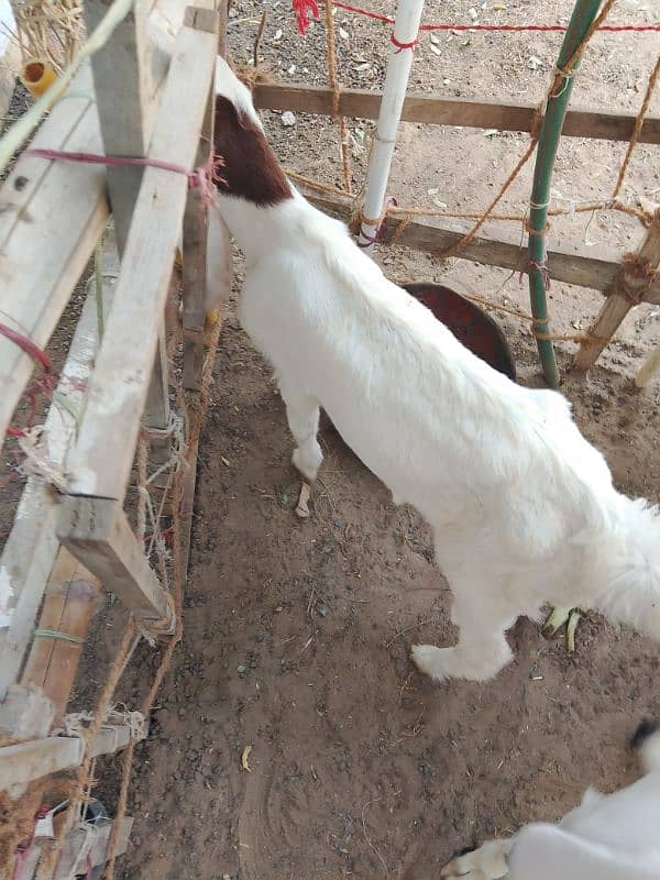 Ablac gulabi Goat 1