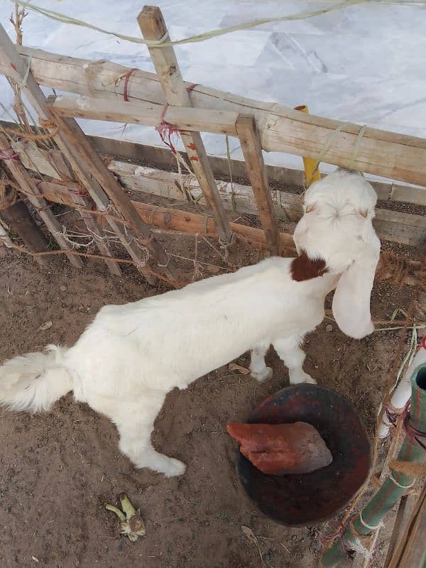 Ablac gulabi Goat 2