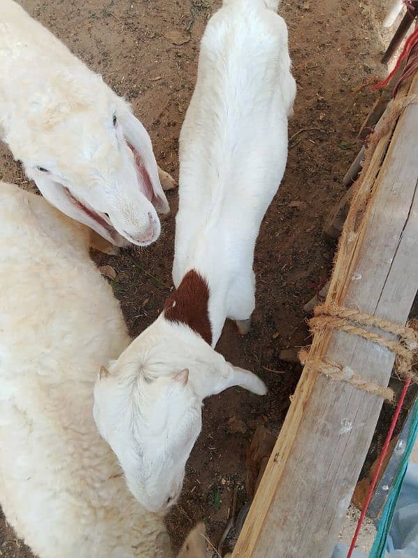 Ablac gulabi Goat 5