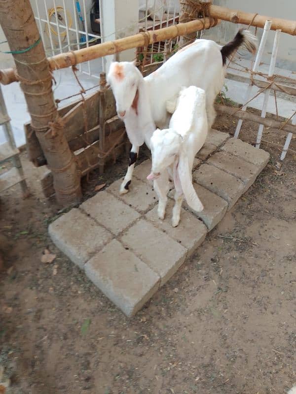 Ablac gulabi Goat 6