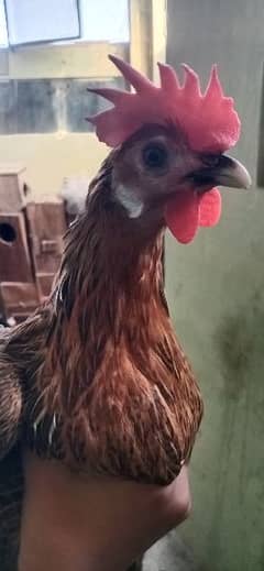 golden misri hen egg laying