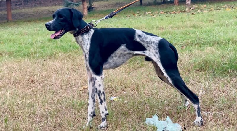 English pointer 03234696626 1