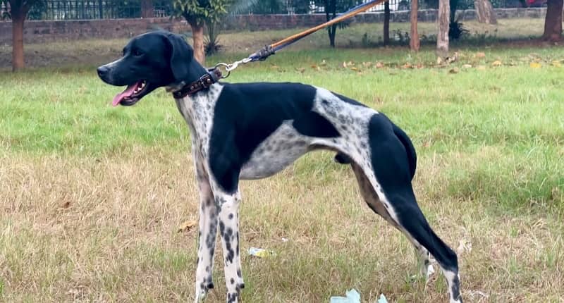 English pointer 03234696626 2