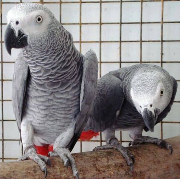 African grey parrot adult  breeding pair 0