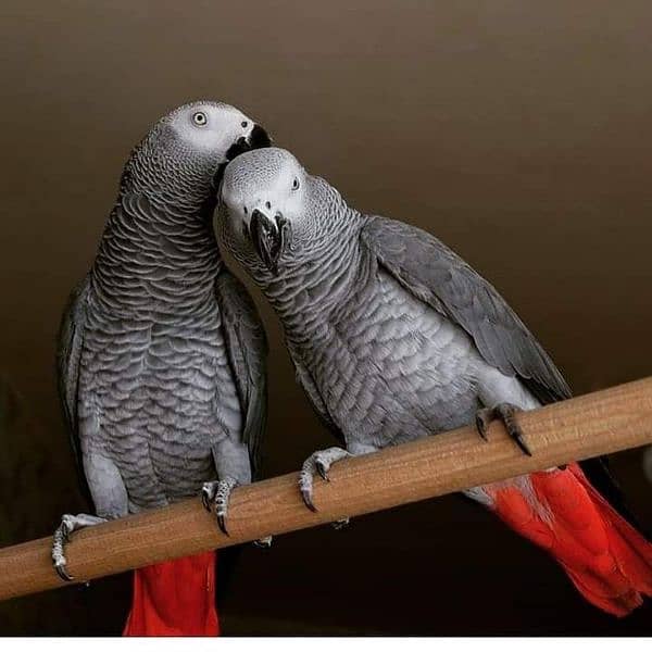 African grey parrot adult  breeding pair 1