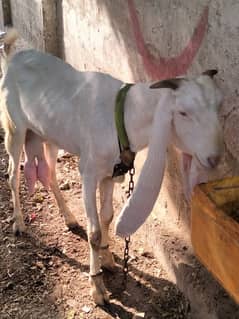 Pure Gulabi goats with two babies for sale Contact No. 03007005668