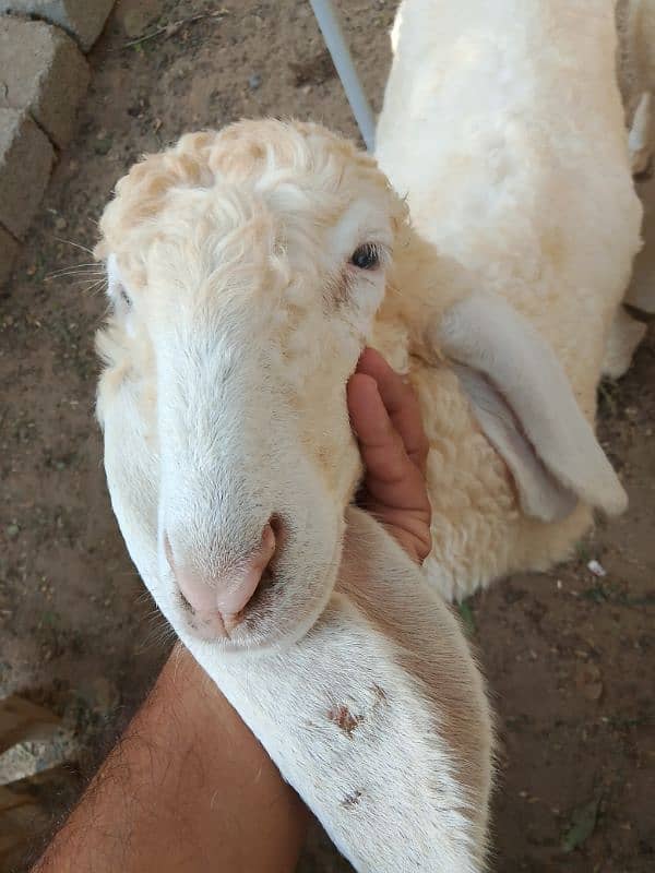 Gulabi larka sheep 1