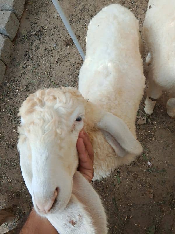 Gulabi larka sheep 2