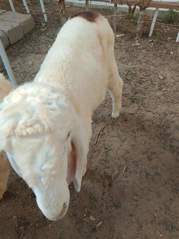 Gulabi larka sheep 3