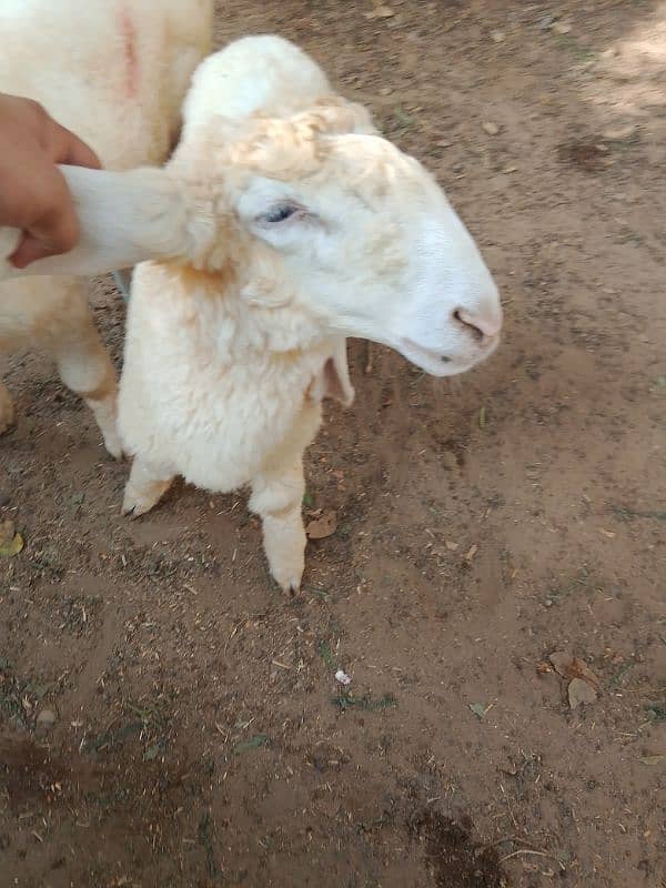 Gulabi larka sheep 6