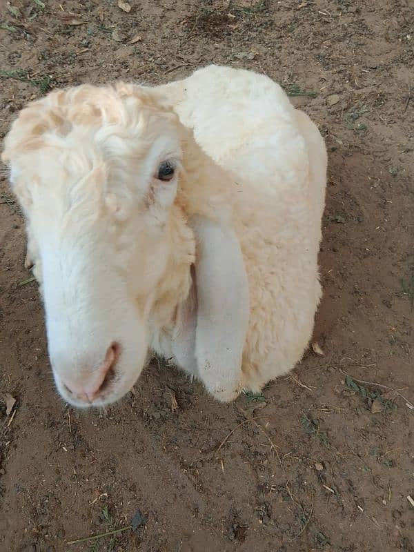 Gulabi larka sheep 8