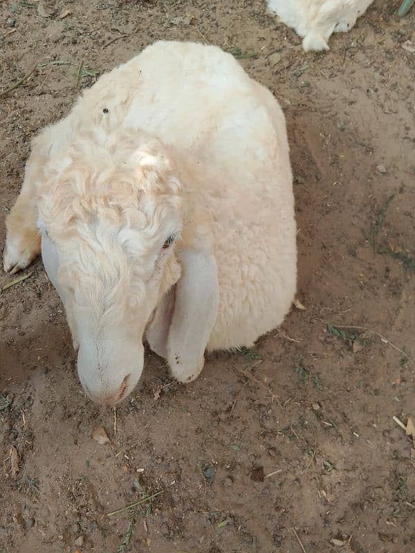 Gulabi larka sheep 9